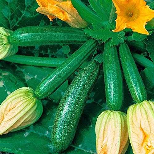 Haloppe 10 Stück Kürbis-Zucchini-Gemüse-Samen für die Bepflanzung des Hausgartens, Kletter-Sommer-Kürbis-Zucchini-Samen nahrhafte Gemüsegartenpflanze Zucchini-Samen