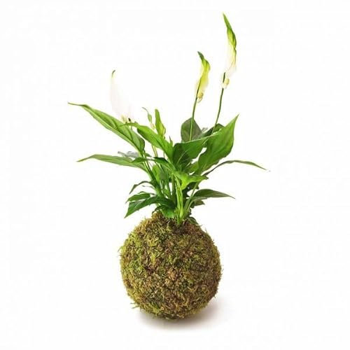 DECOALIVE | Espatifilo |Kokedama Bola Musgo |Spathiphyllum