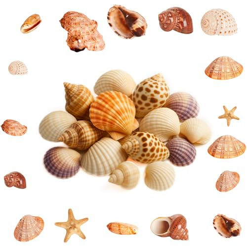 ShiJiuYou 500g Conchiglie Decorative, Conchiglie Marine Naturali da 2-8 cm, Conchiglia per Decorazioni Mare Oceano Artigianato fai da te Acquari Feste a Tema Spiaggia Matrimoniali DIY