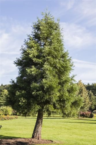 Sequoiadendron giganteum 80-100 cm - Mammutbaum, immergrün, beeindruckende Wuchshöhe, ideal als Solitärpflanze, winterhart und pflegeleicht