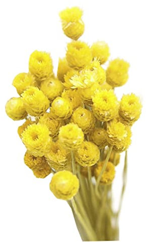 Bouquet de marguerites séchées, fleurs sèches naturelles, décoration dans un vase, table florale, 50 tiges, jaune, fleurs sèches naturelles, bouquet de fleurs séchées, bouquet de marguerites séchées