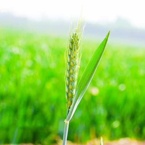 semillas de trigo - Cultivo de trepadoras semillas camas elevadas verdes orgánicas exóticas interior balcón Decoraciones jardín 400semillas