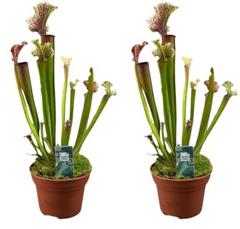 Judith Hindle Plante tubulaire – 2 plantes – Sarracenia – Diamètre : 12 cm – Hauteur : env. 30 cm – Plante carnivore avec tubes colorés – Exotique, facile d'entretien et attrape les insectes