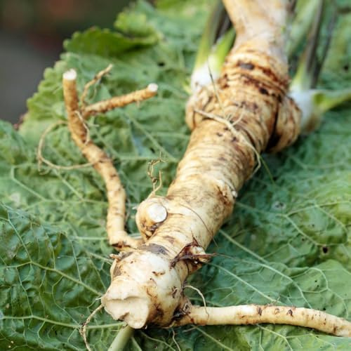 semi di rafano - orticole semi di sul balcone Varietà antiche selvatiche d'appartamento rare giardino, invernali 350semi