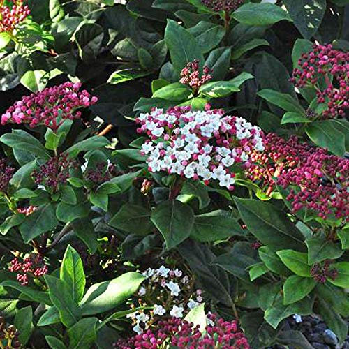 Viburnum Tinus 'Gwenllian'- Viorne tin;Laurier tin 'Gwenlian' 25-30 cm en conteneur