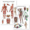 Palace Learning Anatomisches Poster mit Muskelsystem, 2 Stück