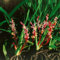 Reineckea carnea ca. 9x9 cm Topf - Chinesische Lilientraube, rosa Blüten, Blütezeit Spätsommer, ideal für schattige Standorte, pflegeleicht und winterhart