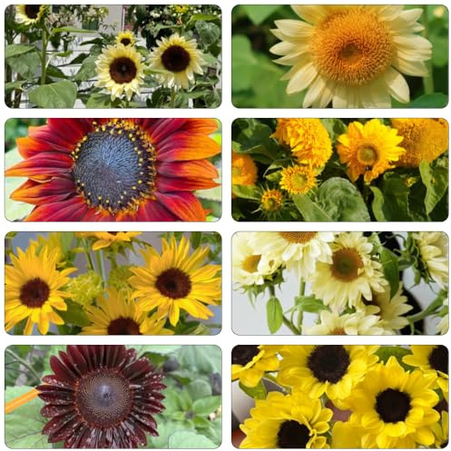 girasoles decoración semillas de perennes de jardín que aman la sombra, resistentes interior jardín interior cortadas 800pcs