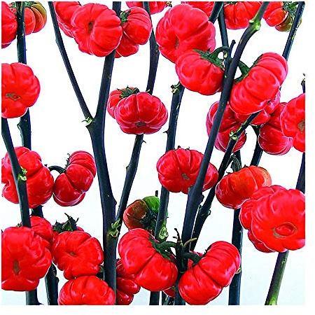 Park Seed Variety of Eggplant Vegetable Seeds, Plant Seeds, Easy to Grow, Perfect for Harvesting, Pumpkin on a Stick, Pack of 25