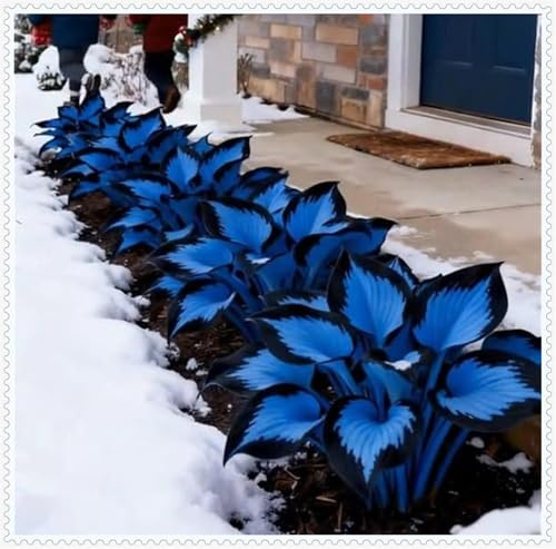 Hosta Bulbi- Resistenti al freddo e alla siccità-Bulbi di Hosta-Rare-6 Bulbi-I
