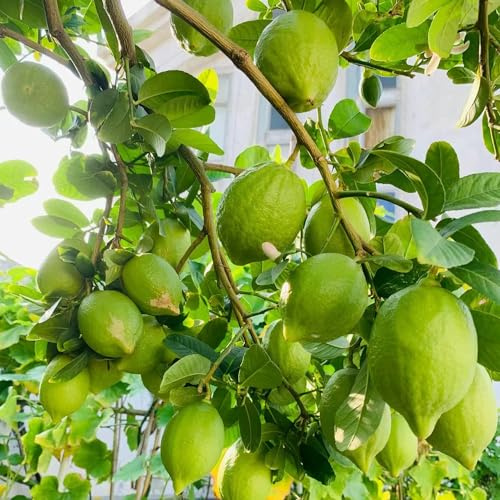 semi di limone, da balcone semi di da frutto colonnari raro frutto colonnari vecchie varietà serre balcone frutteto colonnare esotico nani, 80pcs