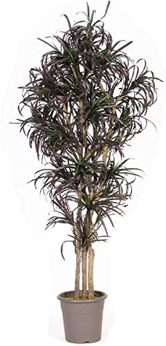 Yucca konstpalm med 672 textilfiber blad olika färger 175 cm hög, naturstam