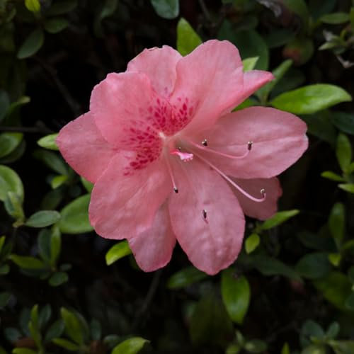 EURO PLANTS VIVAI Azalea Japonica Rosa Screziato Pianta Ornamentale Chioma 35~45 cm Vaso 18 cm