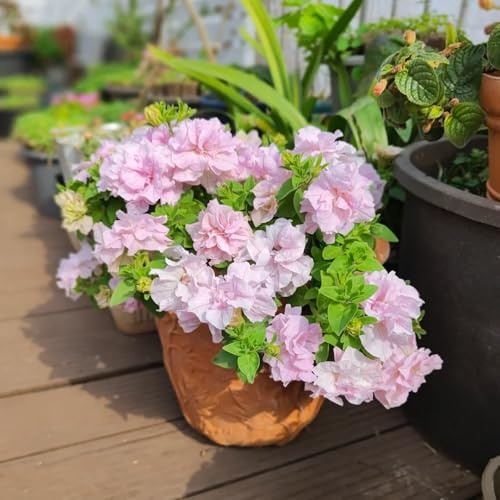 petunias - petunias colgantes de primavera, resistentes en macetas semillas de petunia jardín semillas pradera balcón, inusuales jardín 400semillas