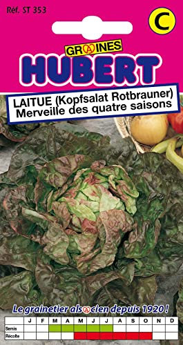 Graines de Laitue Merveille des quatre saisons - 4 grammes