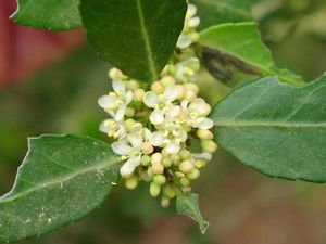 Ilex vomitoria | Piangendo Yaupon Agrifoglio pendula | 10_seeds