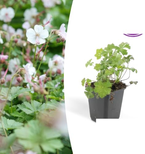 Geranium kant. 'Biokovo' | 48 stycken - 10-25cm - Ø9cm - Trädgårdsväxt