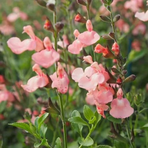 salbeisamen wildkräuter blumenwiese salbei exotische heilkräuter garten geschenk pflanzensamen wildblumen kräuterpflanzen kräutergarten küche geschenk blumensamen balkon küchenkräuter 800samen
