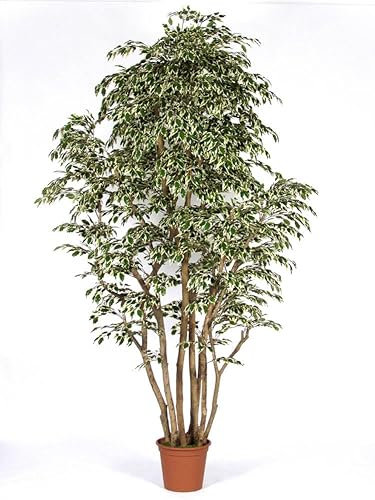 artplants.de Plastic Ficus Benjamina MIMITIGO, green-white, 250cm