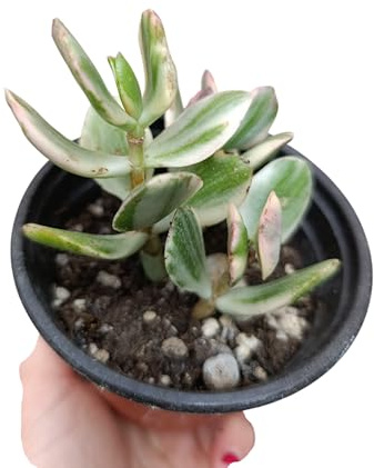 Pianta Vera Crassula Ovata Variegata Albero di Giada Succulenta Variegata Sudafrica Pianta Grassa con Fogliame Decorativo Vaso Ø10 cm per Interni ed Esterni