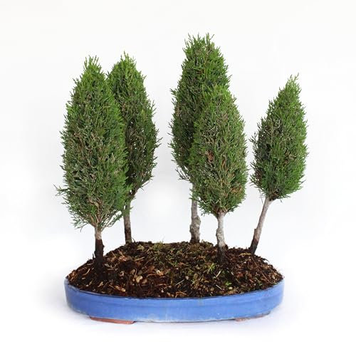 Kentis - Zypressen Bonsai - Echter Bonsai Baum - Winterharter Outdoor Bonsai - Cupressus Sempervirens - Hoch 40/45 cm Topf Ø 36 cm