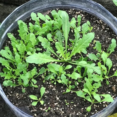 Semi di rucola, semi di Eruca vescicaria, resistenti di per giardino di esotiche 200pcs