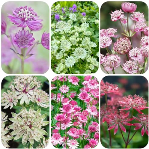 Comprar semillas de masterwort, jardín de Astrantia mayor - para invitados perennes resistentes exterior resistentes para lugares 350pcs