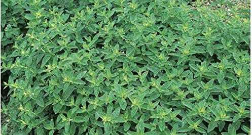 750 Seeds of Vegetables Herb Sweet Marjoram