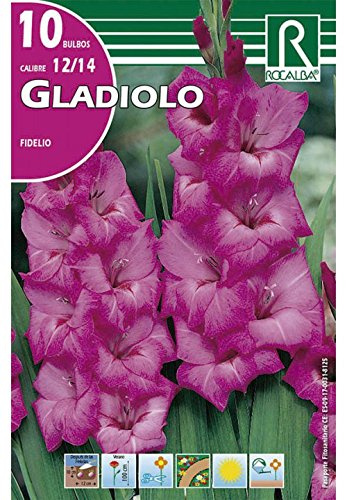BULBO GLADIOLO FIDELIO ROSA - 10 UD.