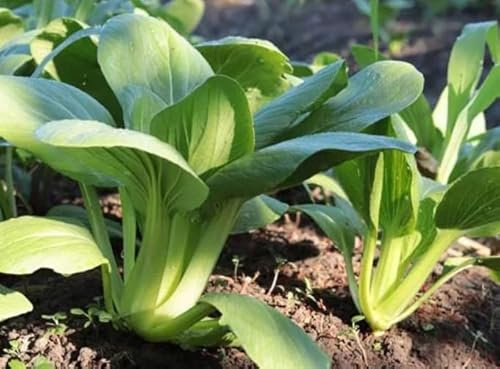 1 Pack of 50 SEEEDS Pak Choi - Summer Breeze