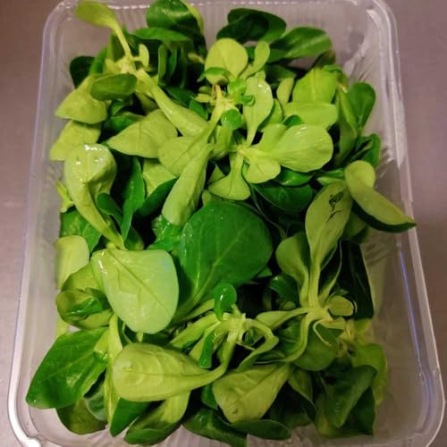 lattuga di agnello biologica da appartamento esotiche semi di lattuga da orto rialzate aromatiche biologiche e invernali balcone serra semi 200Semi