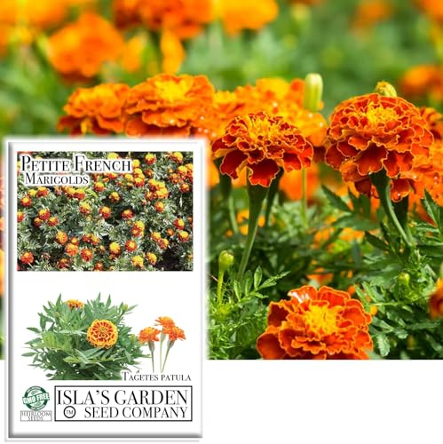 Petite French Marigold Seeds,1000+ Seeds Per Packet, (Isla's Garden Seeds), Non GMO Seeds, Scientific Name: Tagetes patula