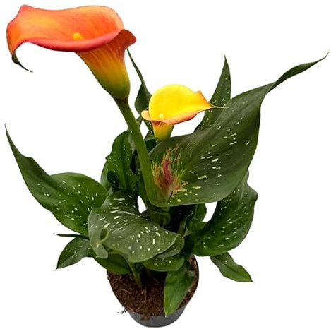Lirio de Agua Planta Resistente para Interior y Exterior