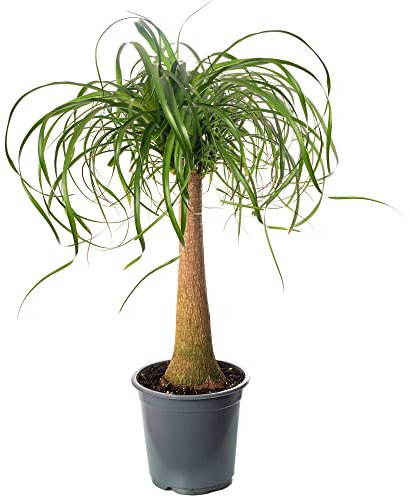 Pony Tail Palm Large Indoor House Plant Real Evergreen Nolina Tall Home Plants (70-80cm incl. Pot)