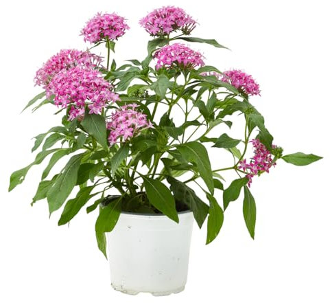 Verdecora Pentas en Maceta Ø13 cm | Pentas Lanceolata | Planta natural de exterior | Flor Estrella y Larga Duración | Ideal para Jardines Soleados, Balcones y Macetas
