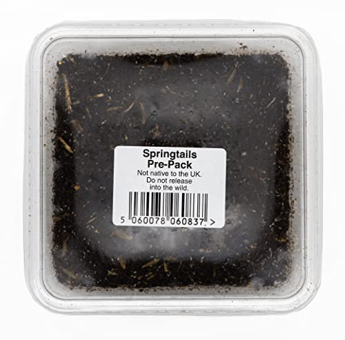 Livefoods4u Live Springtails for Terrariums 1 Tub - Perfect for bioactive set ups | Livefood | Clean up Crew