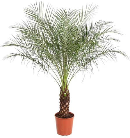 Phoenix Roebelenii - Palma da dattero nano