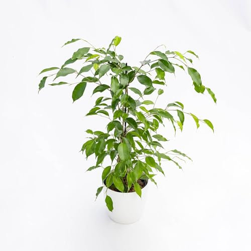 Vivai le Georgiche - Pianta vera di Ficus benjamina Danita Fico piangente 'Danita' - vaso Ø 22 cm - altezza alla vendita 180-200 cm