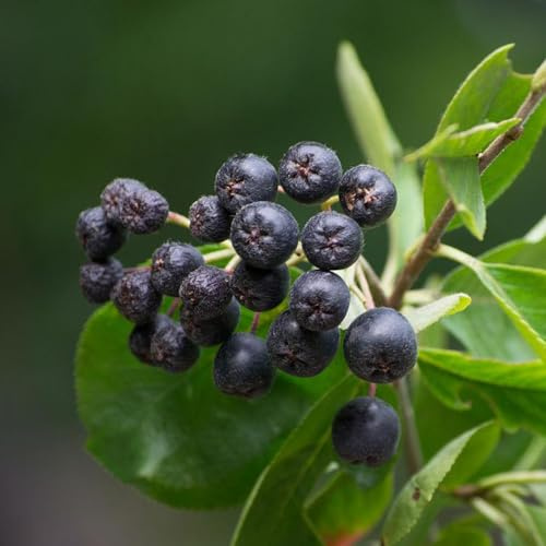 Semillas de Aronia Melanocarpa, arbusto de bayas, Aronia negra, variedades antiguas balcón comprar exóticas semillas 100pcs
