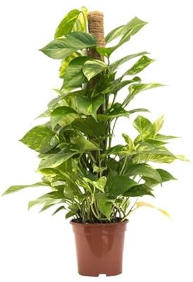 DECOALIVE Planta Natural Epipremnum Aureum con Soporte Potho Tutor