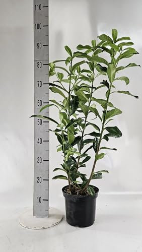 10st. Kirschlorbeer ‘Genolia’ 70-100cm ohne Topf gemessen– Prunus laurocerasus | Schmale, immergrüne Heckenpflanze | Säulenförmig, schnittverträglich & winterhart
