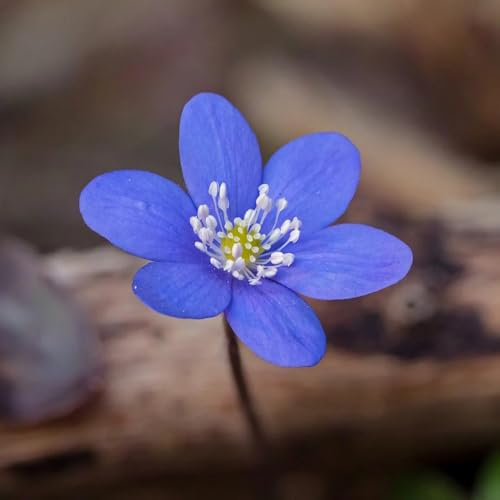400 pcs Leberblümchen Samen Kaufen - garten pflanzen blumendeko Hepatica nobilis - garten samen, winterharte stauden bonsai samen bienenwiese saatgut balkonblumen wildblumensamen geschenke