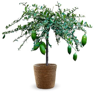 Attitude Jardin - Citron caviar jaune avec panier en jonc de mer - microcitrus australasica - agrume méditerranéen - arbre fruitier - 75-85 cm - ⌀ 25 cm