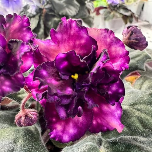 semi di viola africana di campo Saintpaulia Ionantha, rustiche per balconi esotici to le da giardino roccioso 350pcs