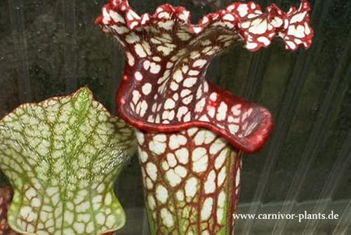Fleischfressende Pflanze die bunte Schlauchpflanze Sarracenia leucophylla 10-20cm