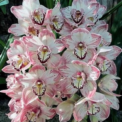 Cymbidium Blumenzwiebeln,Winterhart,Seltene Pflanzen,Dekorative blumen,Cymbidium Pflanzen Mehrjährig,Cymbidium orchidee Pflanze,phalaenopsis orchidee echt,Orchideen Pflanzen.-3zwiebeln-A