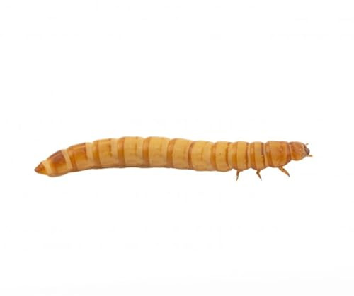AntHouse Tenebrio Molitor – Ración Grande 800-1000 Unidades – Gusanos de Harina Vivos para Hormigas y Mascotas – Alta Proteína Natural – Resistentes, Fáciles de Criar Caza