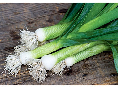 Suttons Leek Seeds - Chefs White - 120 Seeds