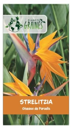 10 Graines oiseau de paradis - strelitzia reginae - orange et bleu - plante tropicale