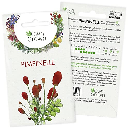 Pimpinelle Samen: Pimpinelle Saatgut zur Anzucht von 100 Kräuter Pflanzen – Wildkräuter Samen – Kräuter Saatgut – Samen Kräuter Pflanze von OwnGrown